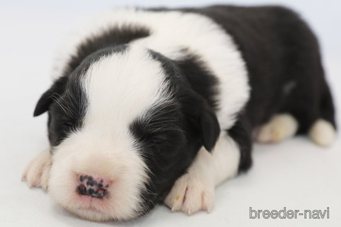 成約済の神奈川県のボーダーコリー-372872の9枚目